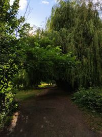 Trees in forest