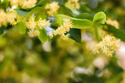 Spring background with closeup of linden tree flowers