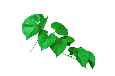 Close-up of green leaves on white background