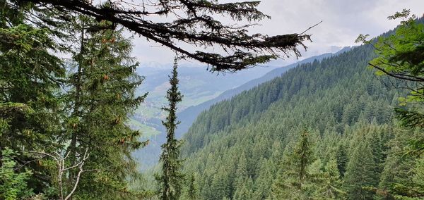 Panoramic view of pine trees in forest against sky