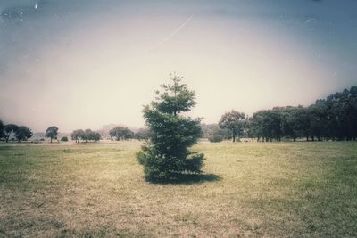 Scenic view of grassy field against sky