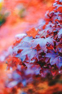 Close-up of maple tree during autumn