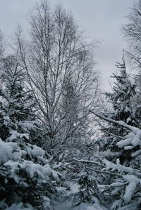 Close-up of snow covered trees against sky