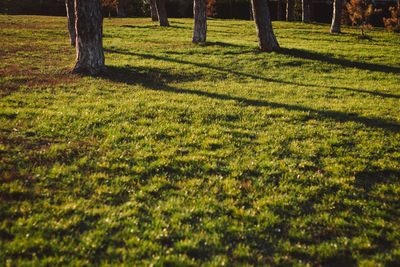 Shadow of tree on grass