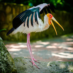 Close-up of bird