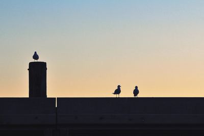 Low angle view of birds perching on building