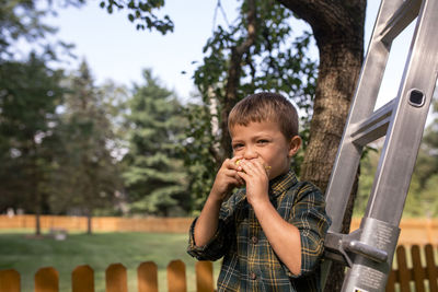 Portrait of boy eating pear on ladder at farm