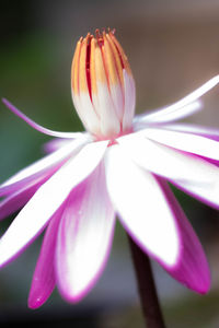 Close-up of pink flower blooming outdoors