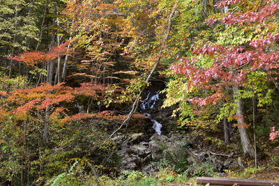 Trees growing in forest during autumn