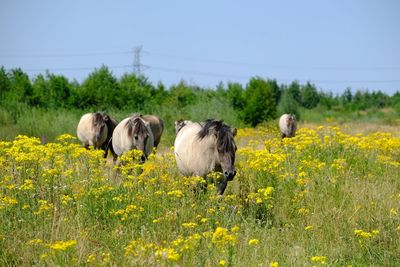 Sheep in a field