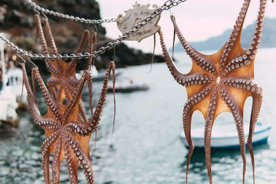 Close-up of ropes hanging on rope