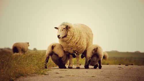 Sheep grazing on field