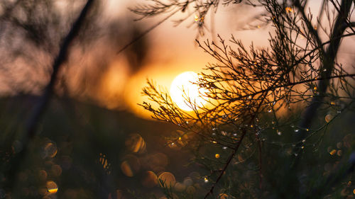 Close-up of silhouette plants against sky during sunset