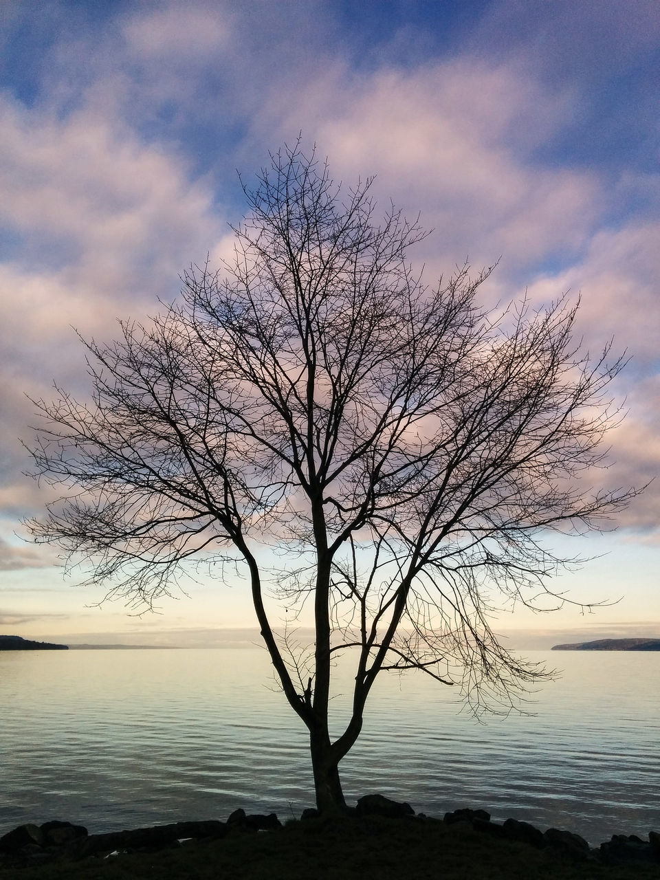 tranquility, bare tree, sky, tranquil scene, branch, water, scenics, tree, beauty in nature, sea, silhouette, nature, horizon over water, cloud - sky, sunset, tree trunk, idyllic, cloud, non-urban scene, outdoors