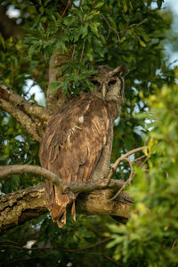 Verreaux eagle-owl peeks out behind leafy branch