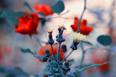 Close-up of flowers against blurred background