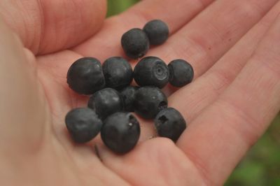 Close-up of hand holding fruit