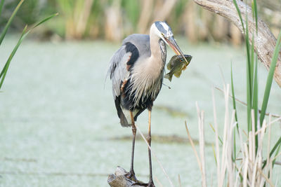 Great blue heron catches a fish while perched on a tree limb in the wetlands on a sunny day