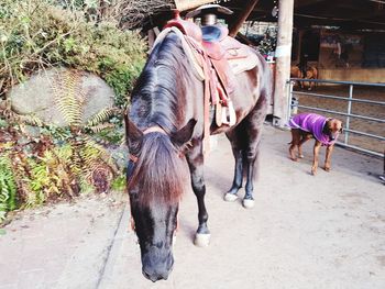 Horses outdoors