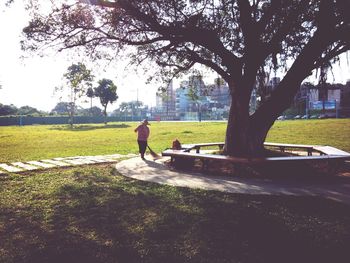 Bare trees in park