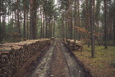 Walkway amidst trees in forest