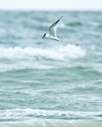 Seagull flying over sea