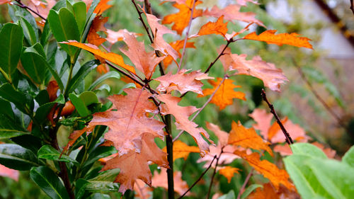 Close-up of maple leaves during autumn