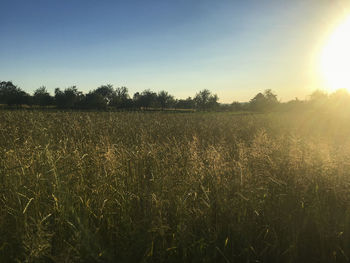 Scenic view of field against clear sky