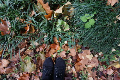 Dry leaves on field