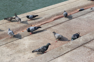 High angle view of pigeons perching on footpath