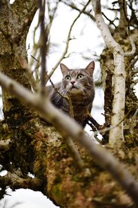 Portrait of cat in tree