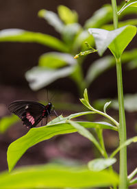 Butterfly on leaf