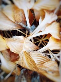 Close-up of leaves