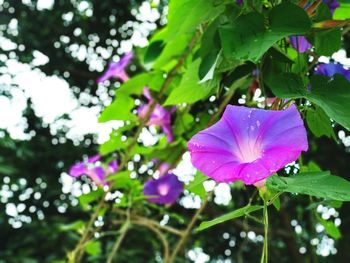 Close-up of wet pink flowering plant