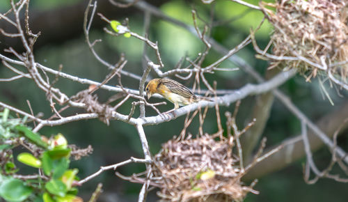 Close-up of insect perching on branch