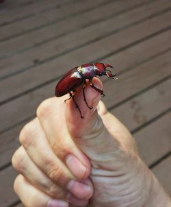 Close-up of hand holding insect