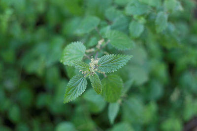 Close-up of plant