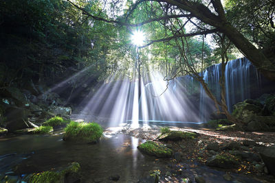 Sunlight streaming through trees in forest