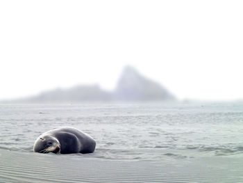 Seal relaxing on beach against sky