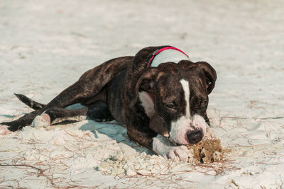 Close-up of a dog on the beach