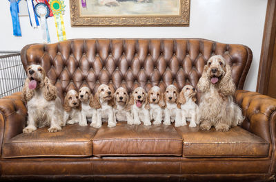 Portrait of dog sitting on sofa at home