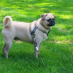 Dog standing on grassy field