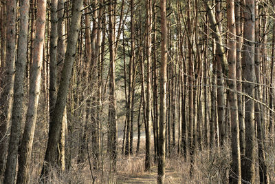 Trees in forest