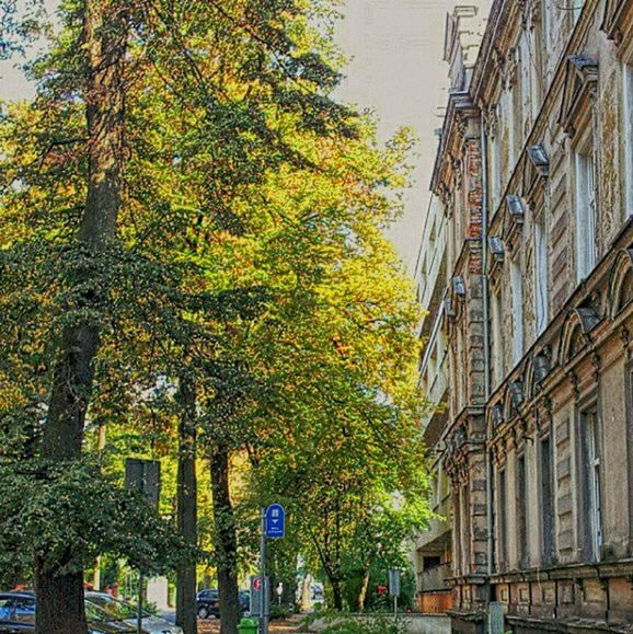 building exterior, architecture, built structure, tree, residential building, residential structure, city, building, house, low angle view, window, growth, branch, day, outdoors, sky, clear sky, residential district, no people, city life