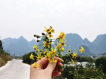 Close-up of hand holding flowers against mountain