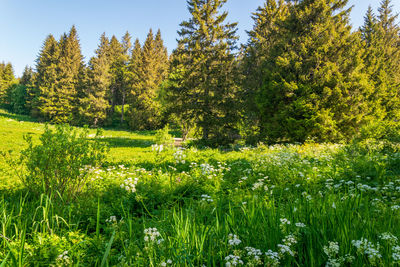 Scenic view of flowering trees on field