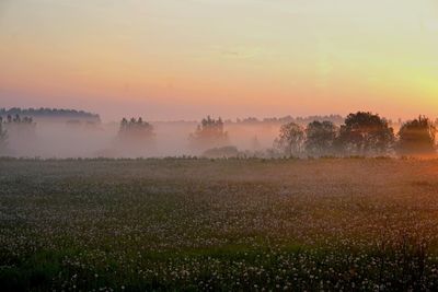 Scenic view of field against sky during sunset