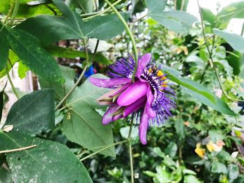 Close-up of purple flower blooming outdoors