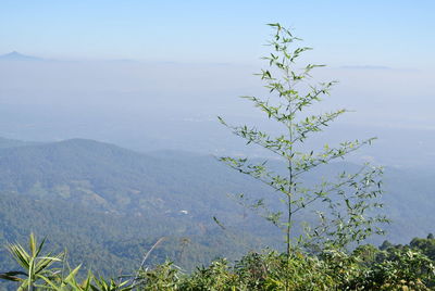 Plants growing on mountain against clear sky