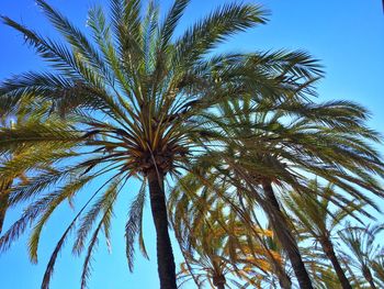 Low angle view of palm tree against clear blue sky